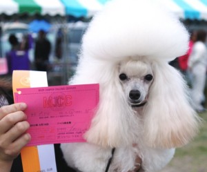 ドックショーぴあ