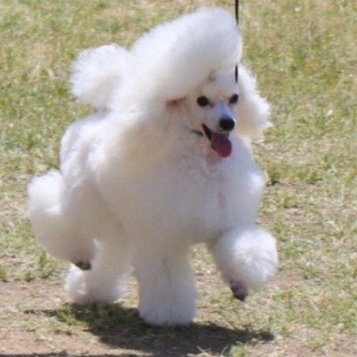 o0480048014019777323